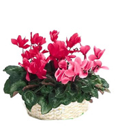 Bloom wealth, plants to china