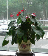 Anthurium B