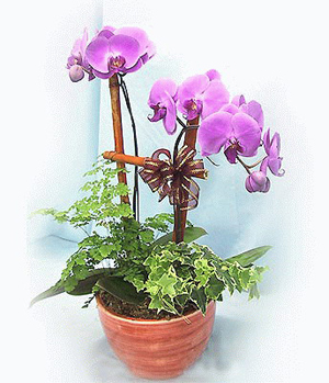 Buy Orchid Plants Online China