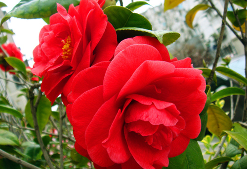Camellia [茶花] - Chinese Flowers