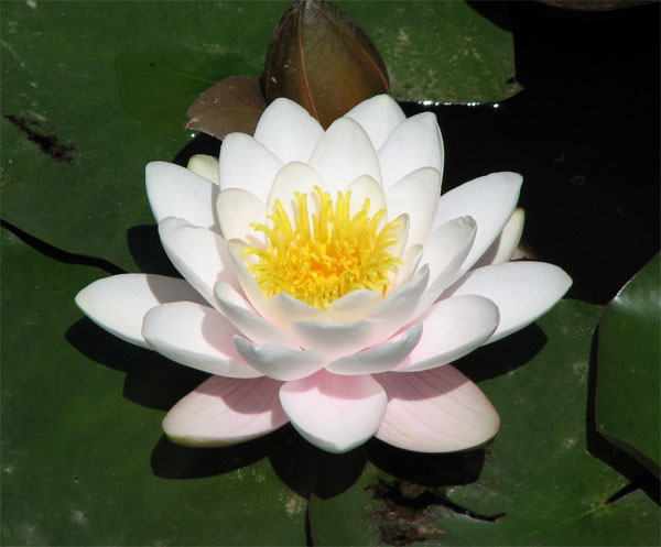 Lotus [荷花] - Chinese Flowers