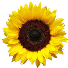 Sunflower florid: love, glory, loyalty, love of silence