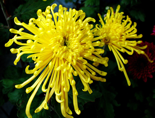 Chinese flower - yellow chrysanthemum