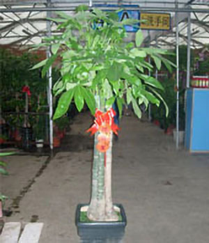 Money Tree -  plants to china