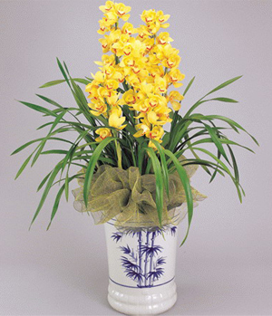 Large flower Whelan - Yellow