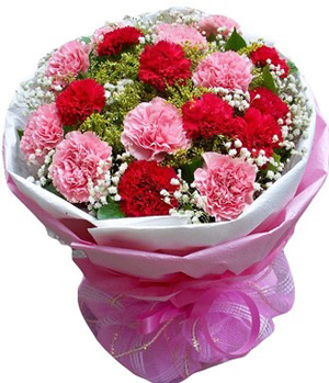 19 Pink Red Carnation
